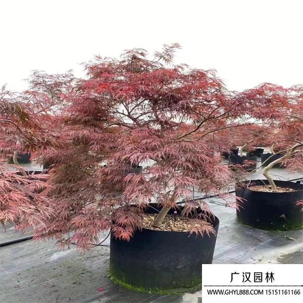 日本羽毛楓 (13).jpg