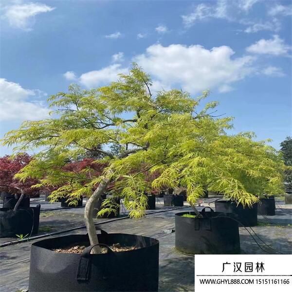 日本羽毛楓 (9).jpg