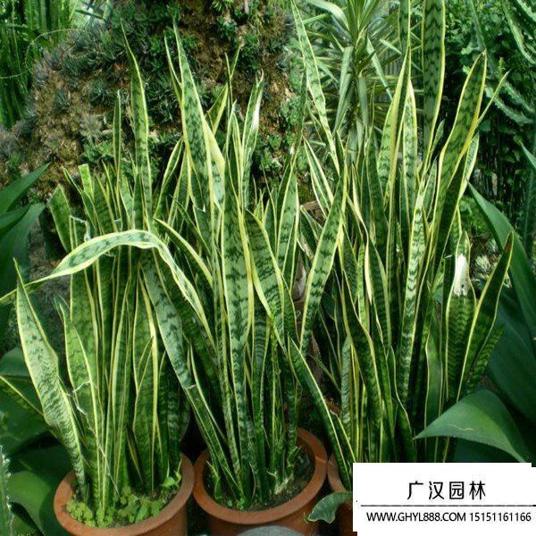 虎尾蘭 (1).jpg