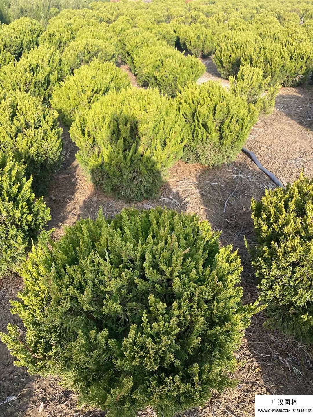 龍柏球 (1).jpg