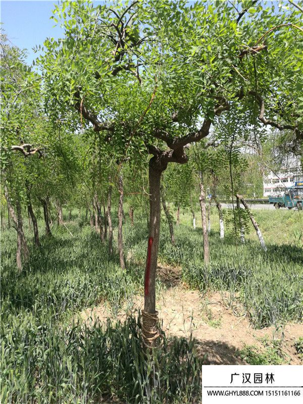 龍抓槐.3.jpg