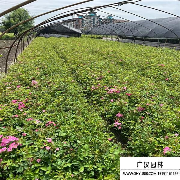 豐花月季..jpg