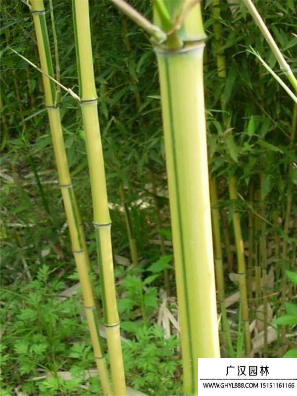 金鑲玉竹115.jpg