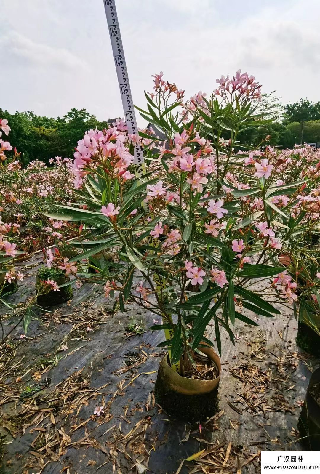 夾竹桃 (2).jpg