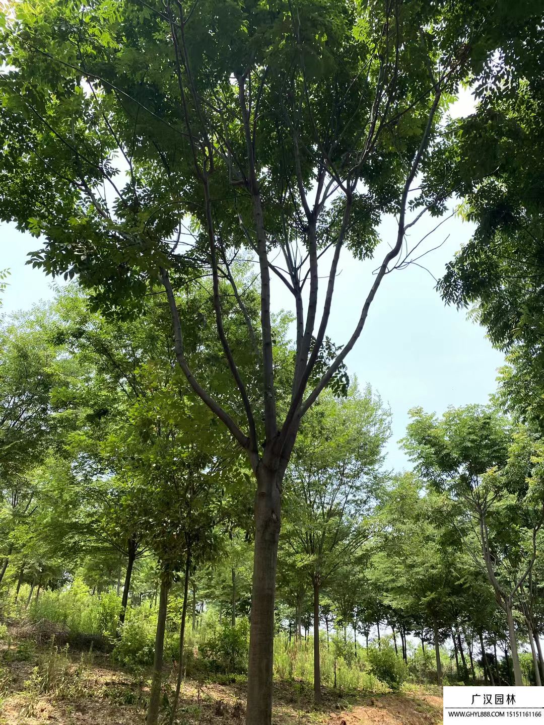 欒樹 (1).jpg
