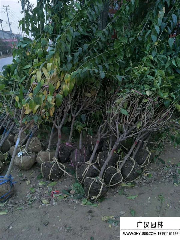 臘梅 (11).jpg