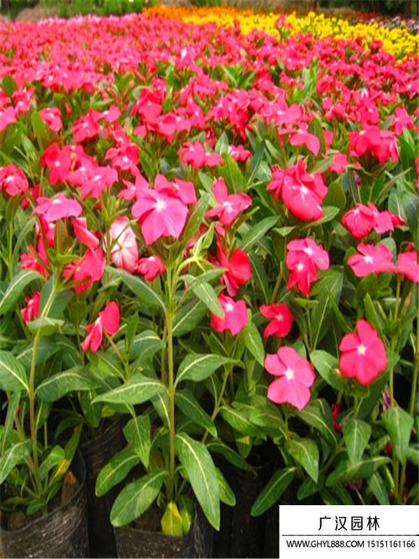 長春花 (3).jpg