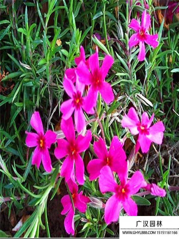 芝櫻.jpg