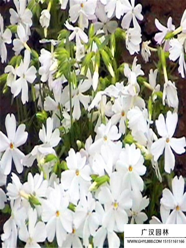 芝櫻1.jpg