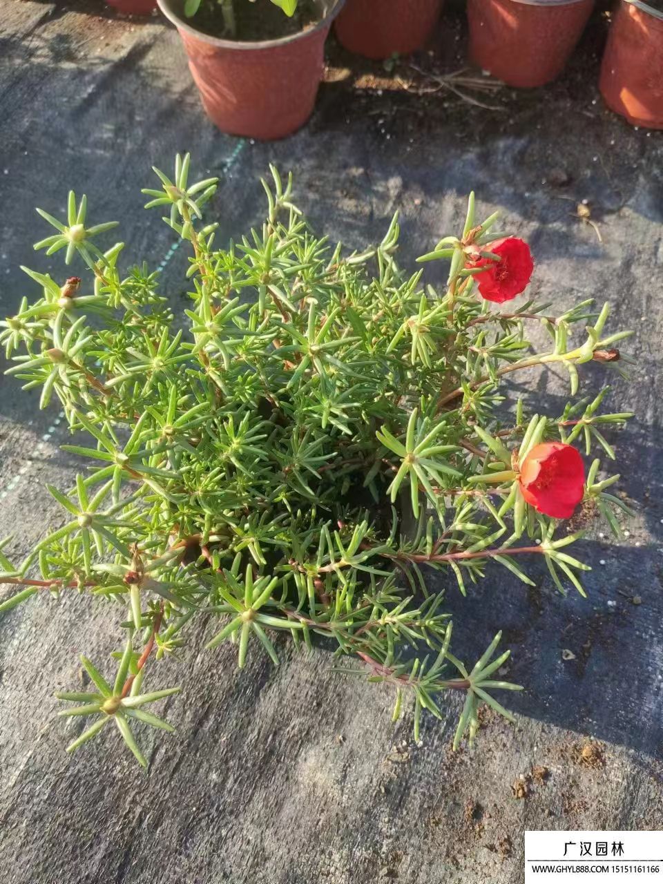太陽花 (8).jpg