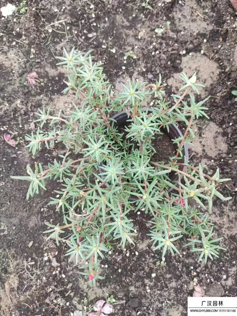 太陽花 (7).jpg