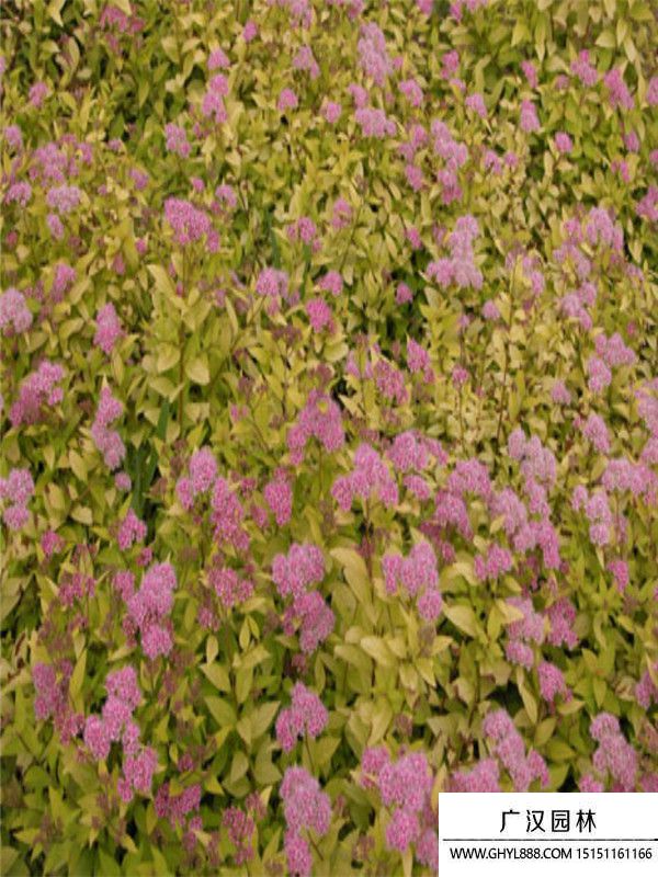 金山繡線菊 (3).jpg