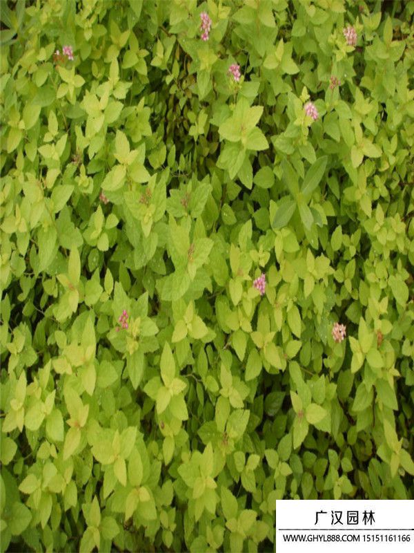 金山繡線菊 (7).jpg