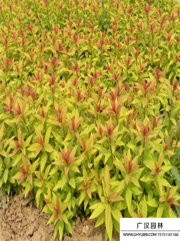 金山繡線菊 (10).jpg