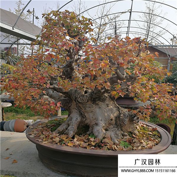 唐楓盆景 (1).jpg