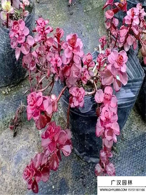 胭脂紅景天5.jpg
