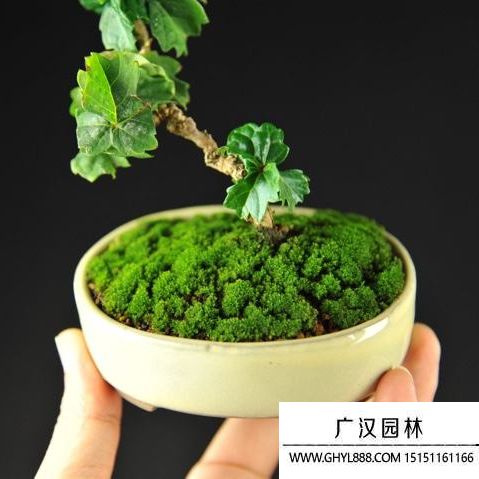 美國爬山虎盆景 (1).jpg