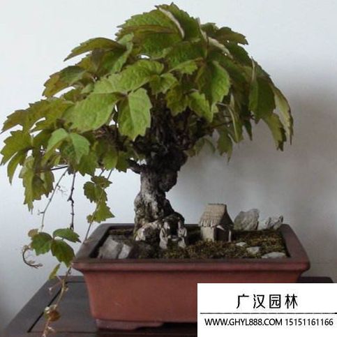 美國爬山虎盆景 (2).jpg