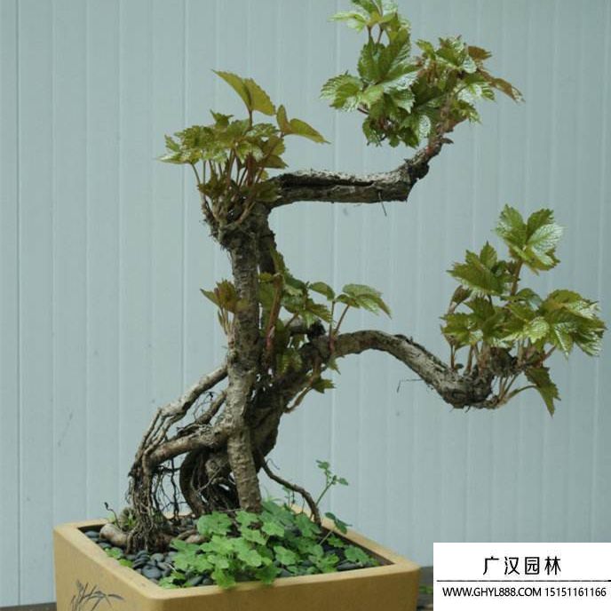 美國爬山虎盆景 (4).jpg