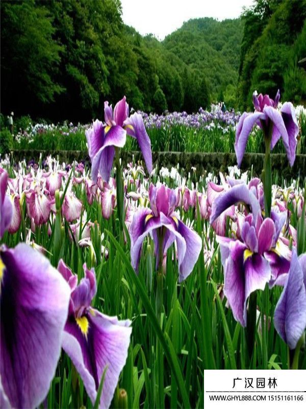 紫花鳶尾. (1).jpg