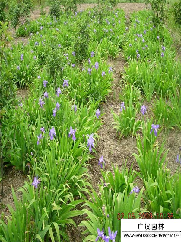 紫花鳶尾. (2).jpg