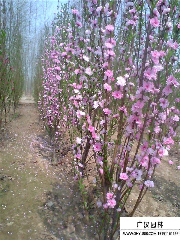 龍柱碧桃 (5).jpg