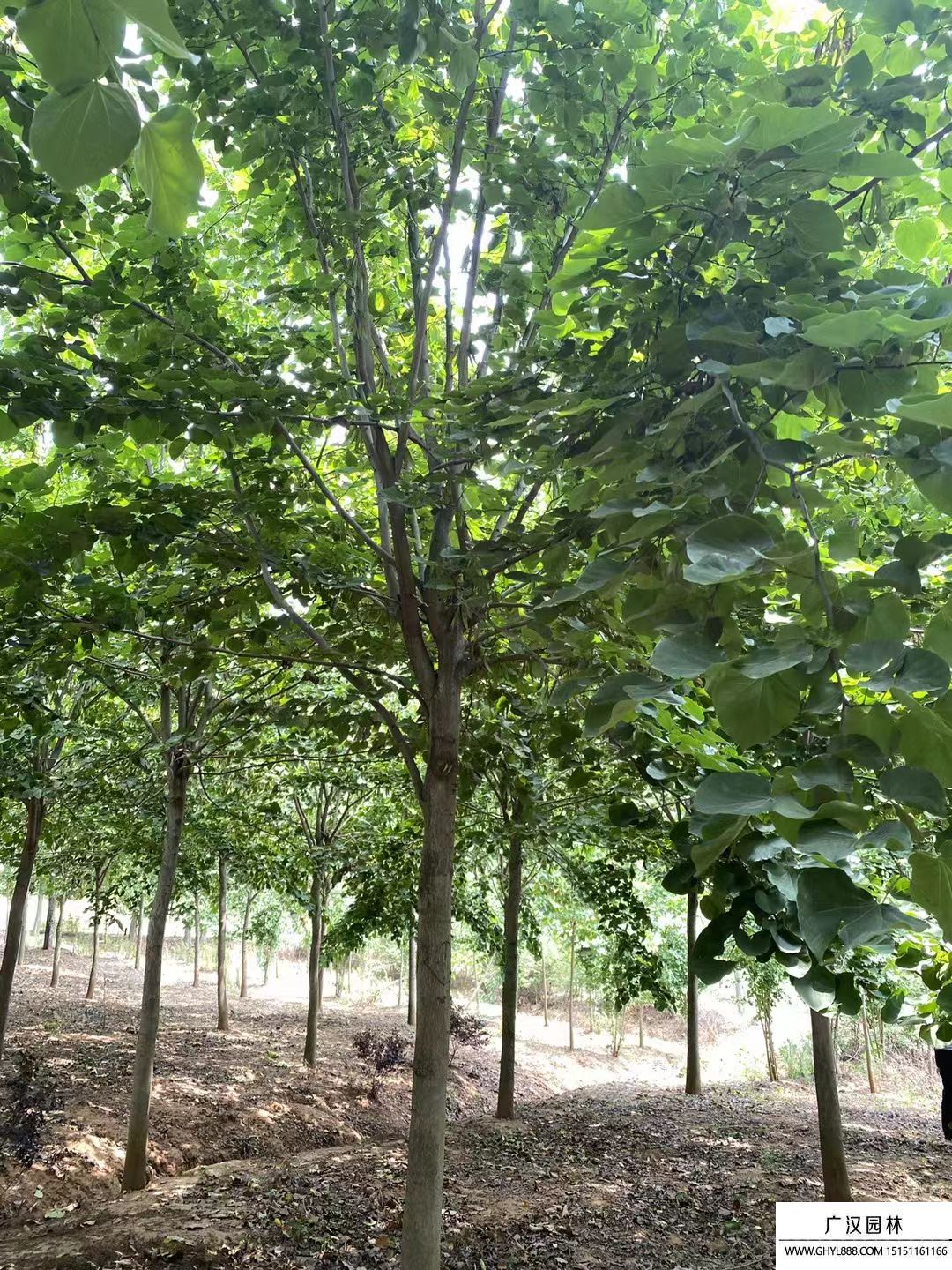 巨紫荊  (8).jpg