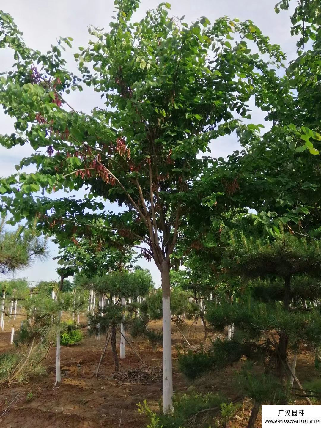 巨紫荊  (14).jpg