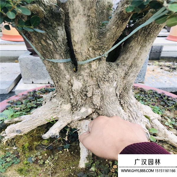 黃楊11111 (1).jpg