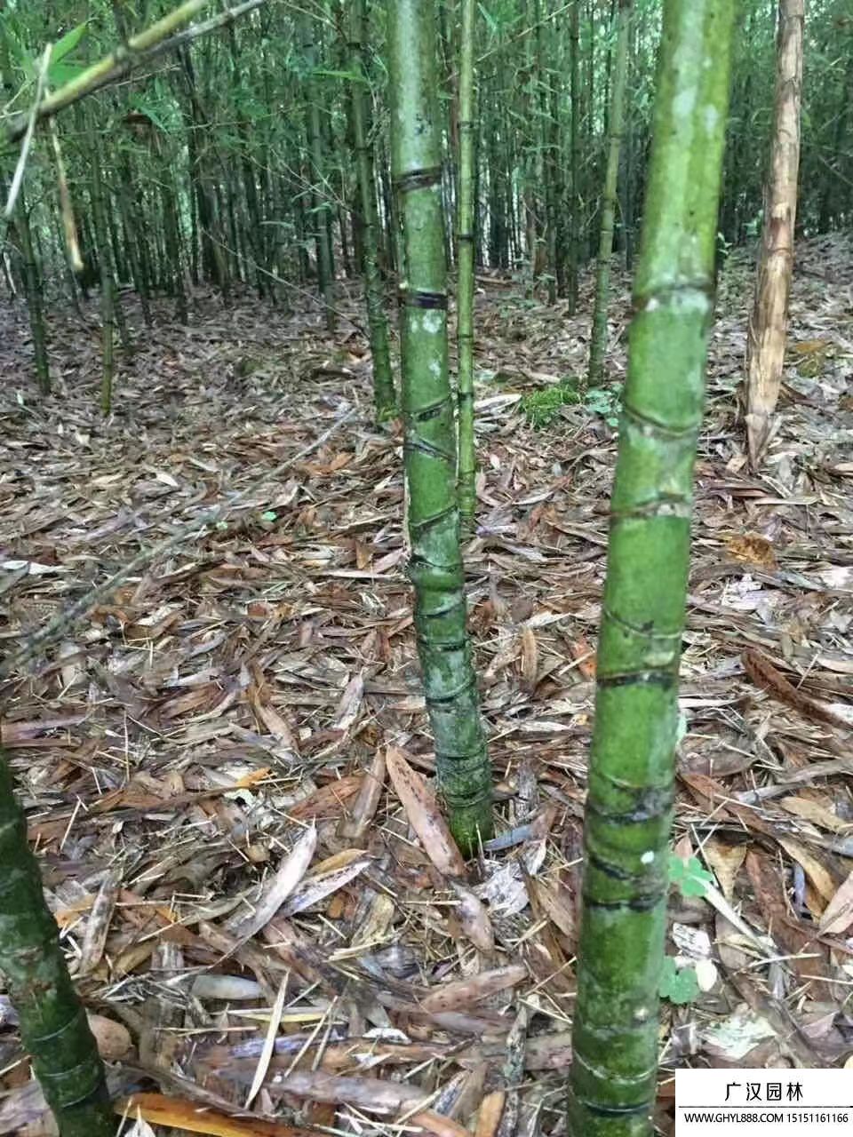 羅漢竹 (6).jpg