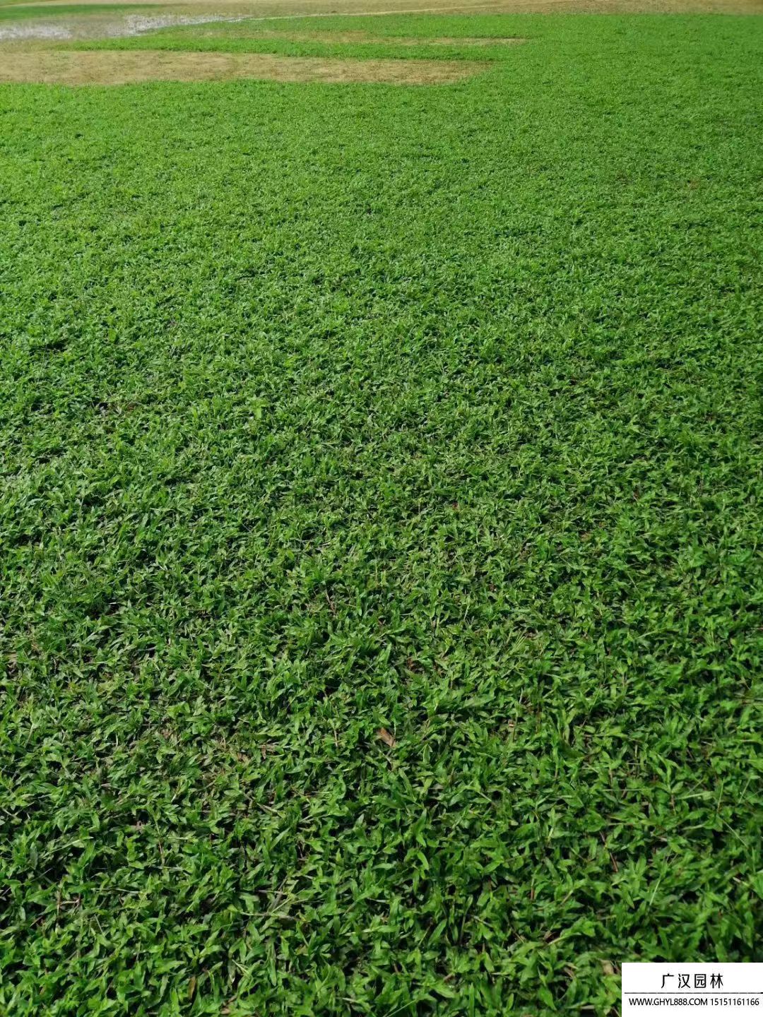 大葉油草 (1).jpg