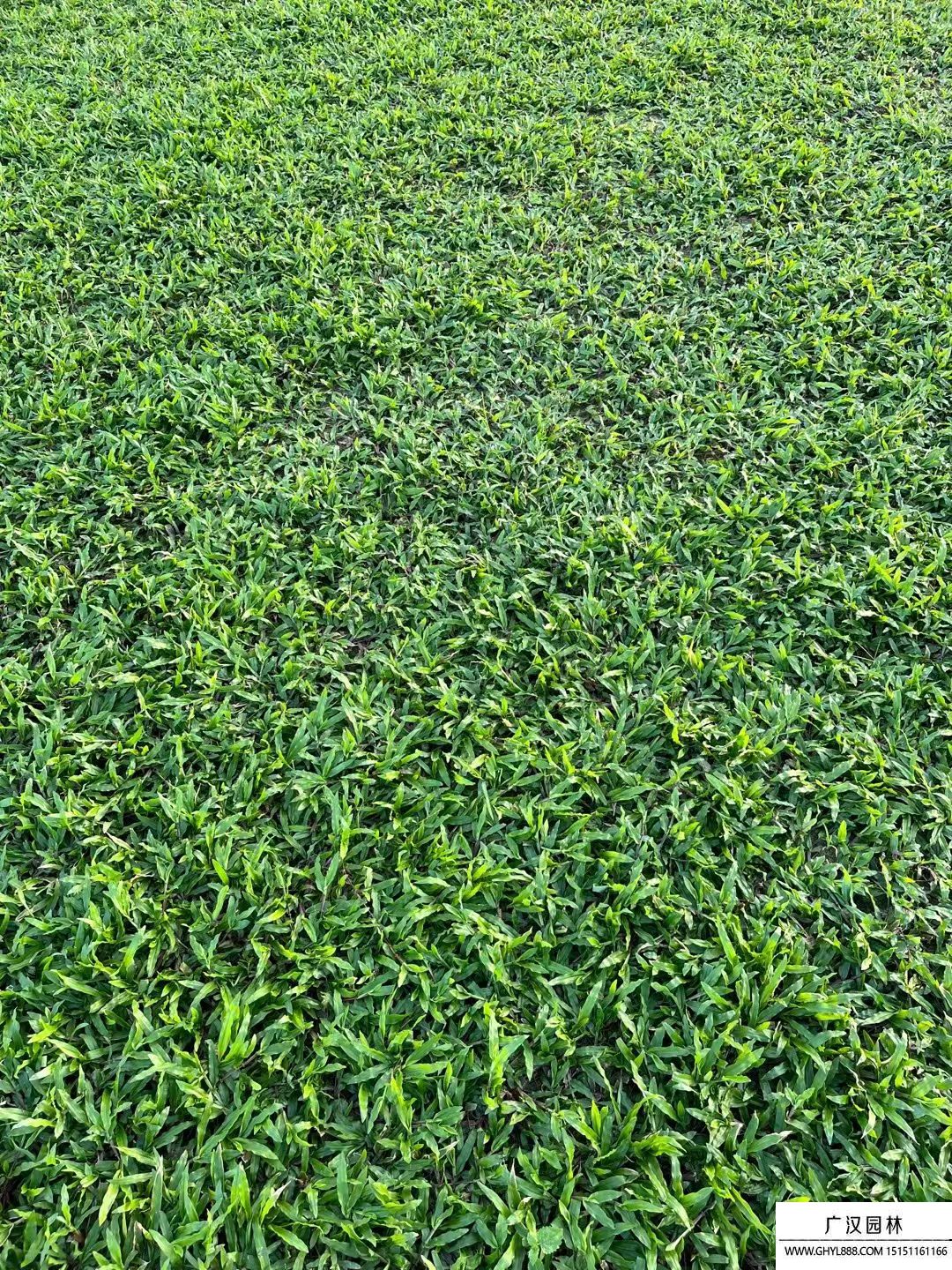 大葉油草 (3).jpg