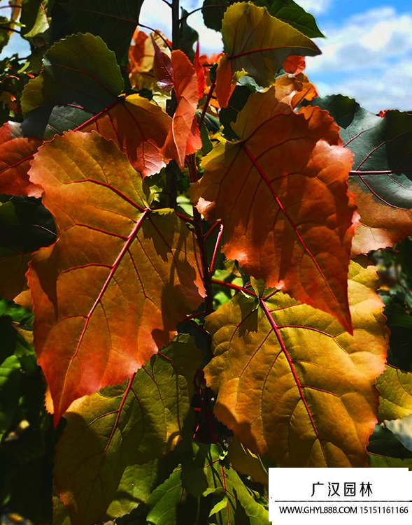 彩紅楊 (2).png