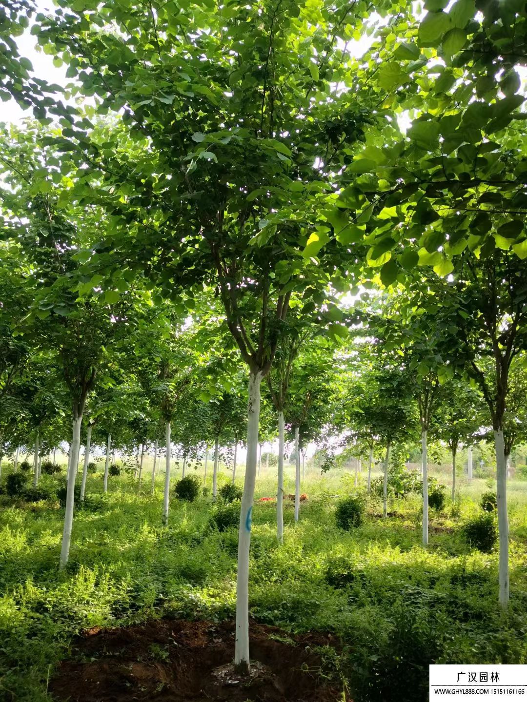 巨紫荊  (10).jpg