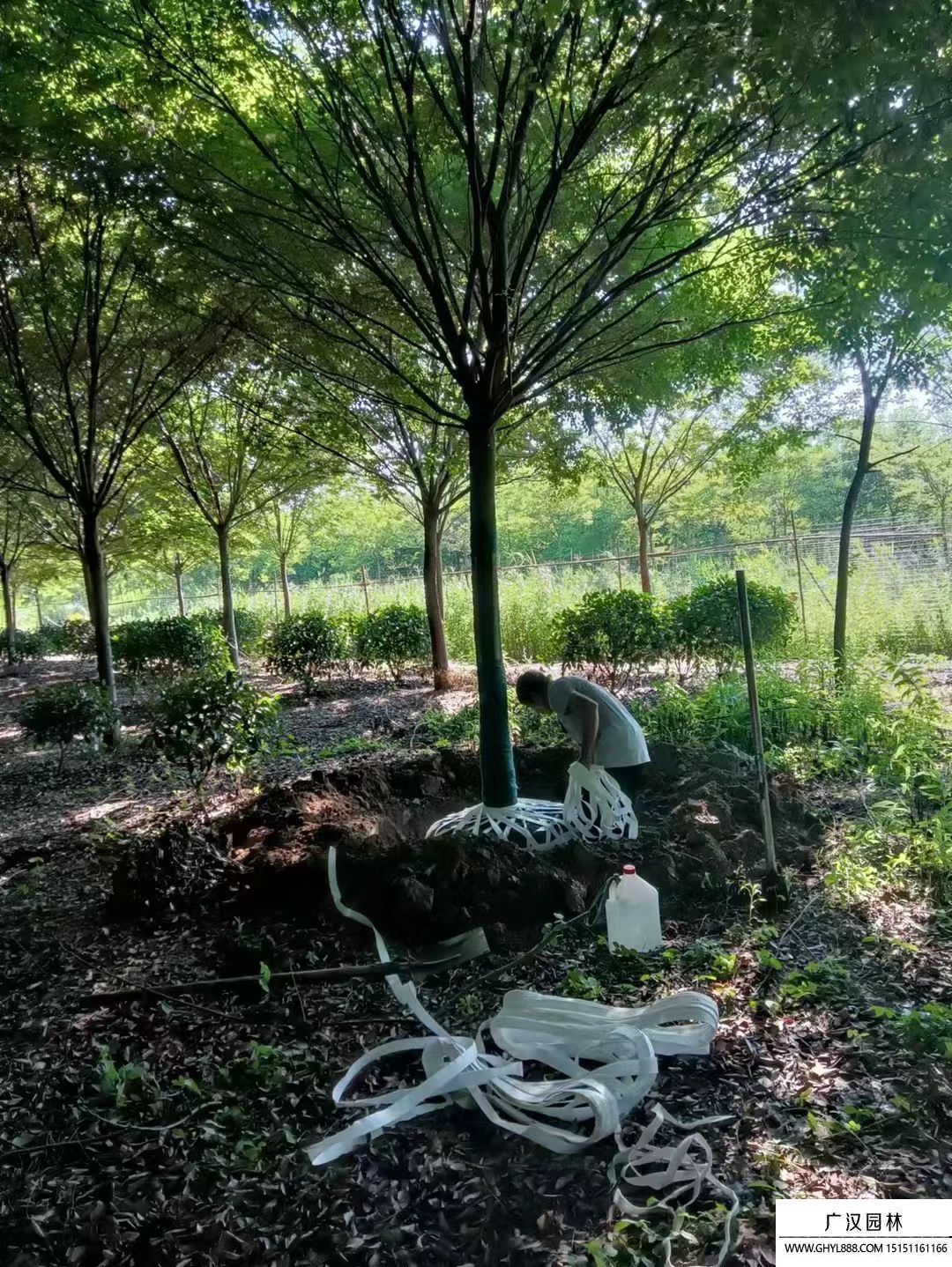 櫸樹 (9).jpg