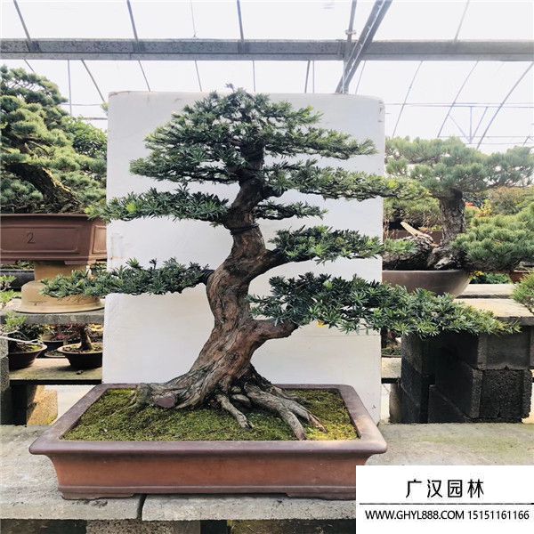 羅漢松65 (4).jpg