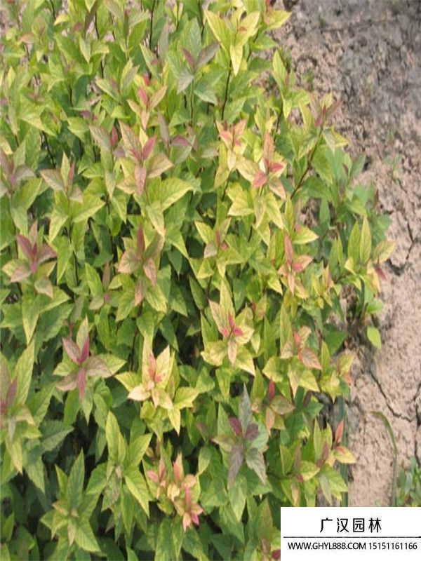 繡線菊 (2).jpg