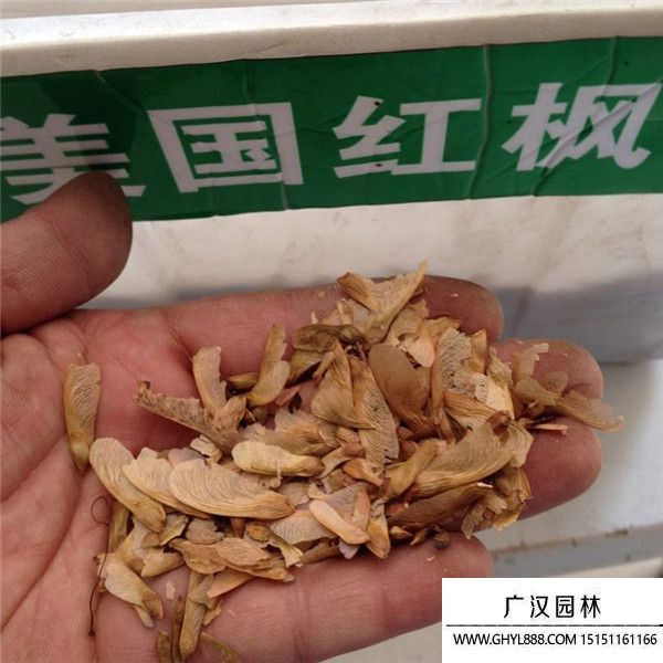 美國紅楓種子