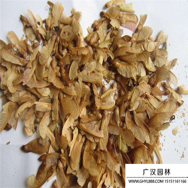 美國紅楓種子