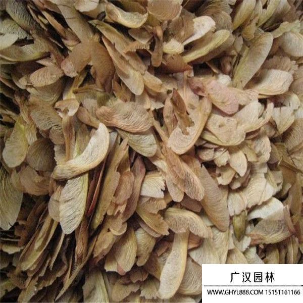 美國紅楓種子