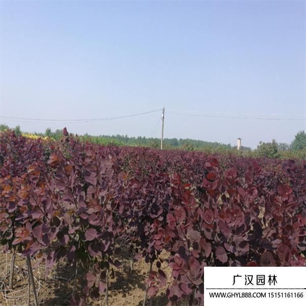 美國紅櫨 (5).jpg