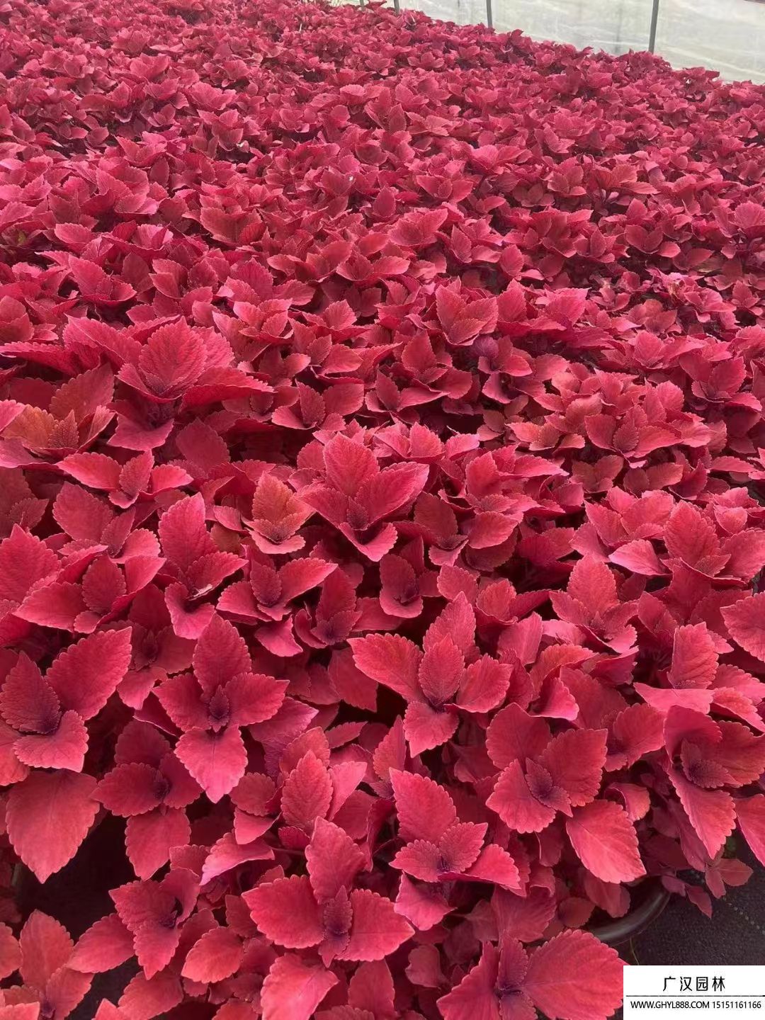 彩葉草 (8).jpg