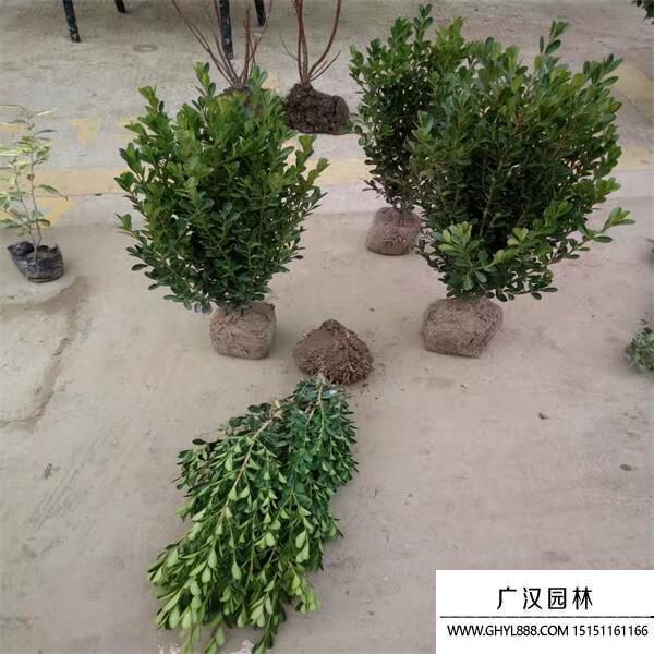 瓜子黃楊 (4).jpg