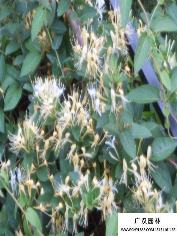 金銀花0..jpg