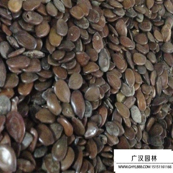 銀合歡種子 (2).jpg