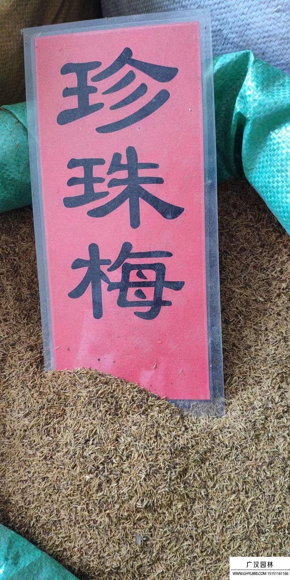 珍珠梅種子