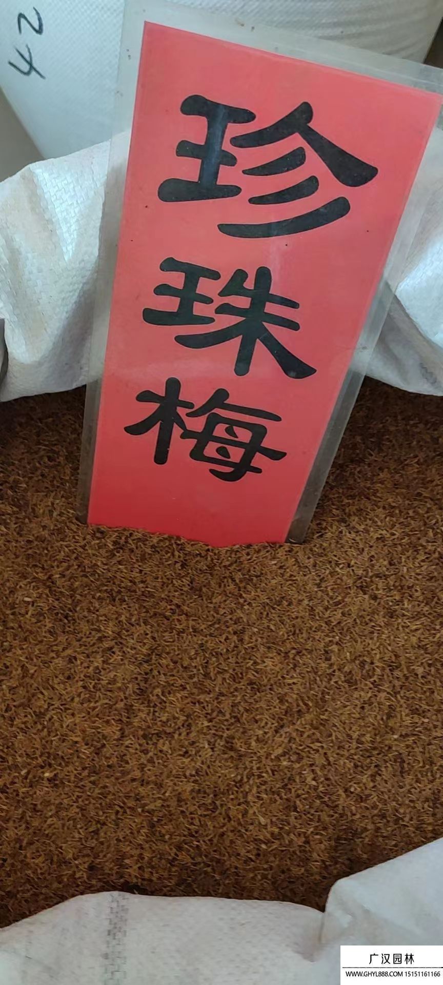 珍珠梅種子
