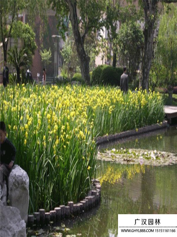黃菖蒲4.jpg