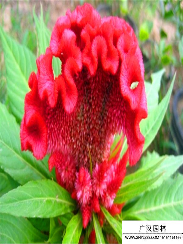 雞冠花.jpg