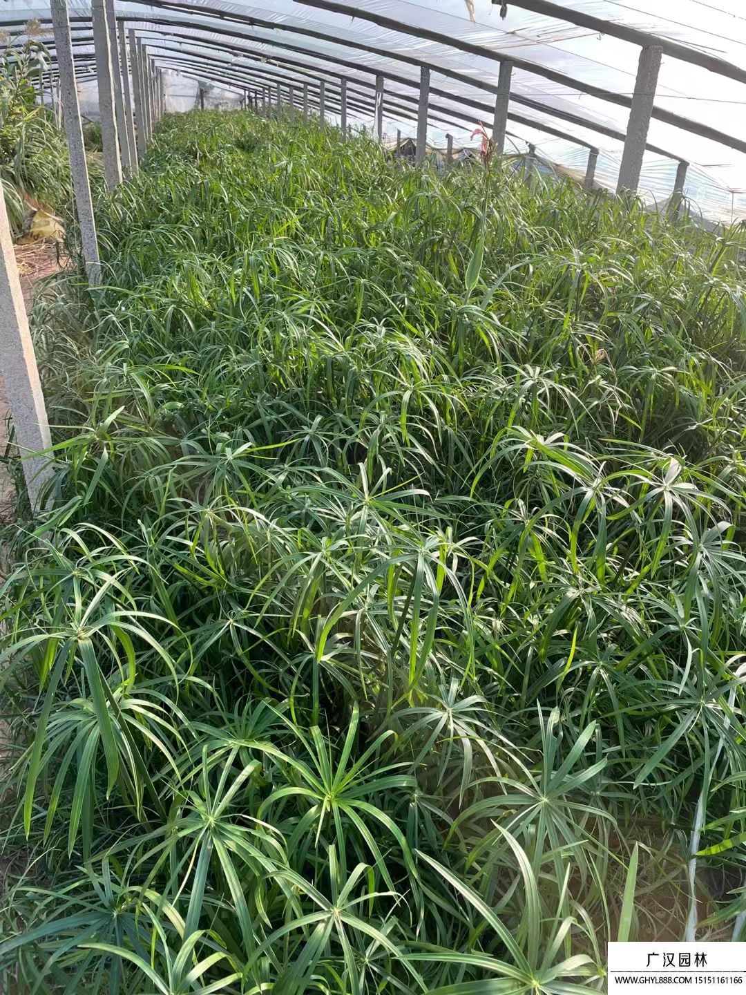 旱傘草 (8).jpg